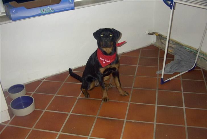 Rottweiler Shila (bøffen) billede 11