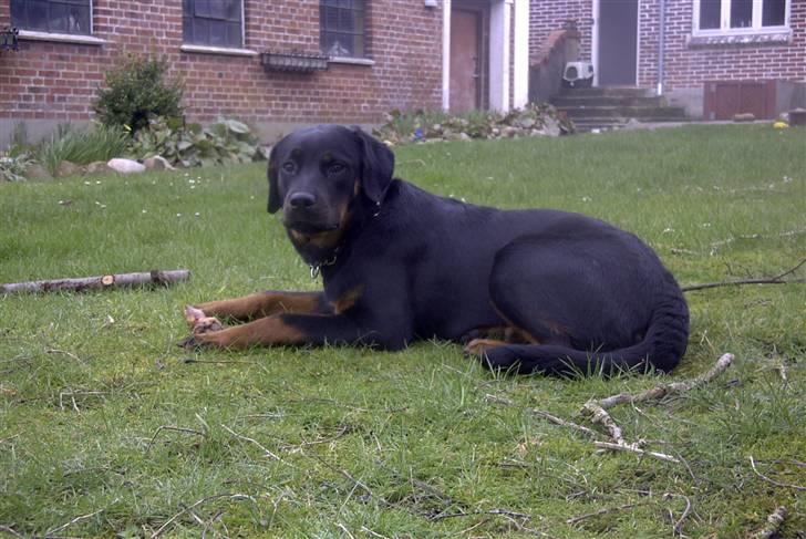 Rottweiler Shila (bøffen) - passer godt på mit kødben.. MUMS! billede 12