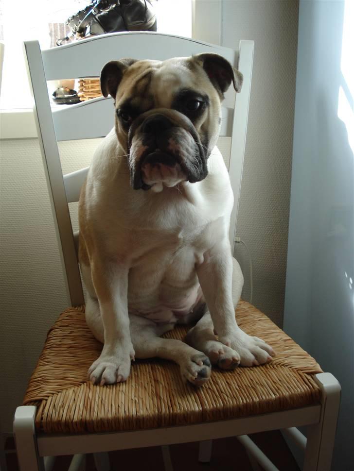 Engelsk bulldog Fiona RIP  billede 2