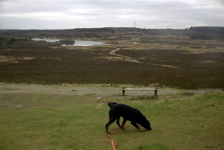 Rottweiler Shila (bøffen) - uha, mange nye dufte. billede 13