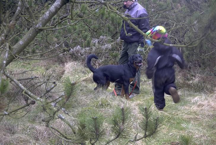Rottweiler Shila (bøffen) - dejligt med lidt leg i naturen billede 14