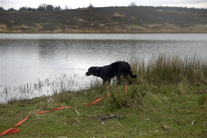 Rottweiler Shila (bøffen) - det vand er godt nok for koldt til mig:o) billede 15