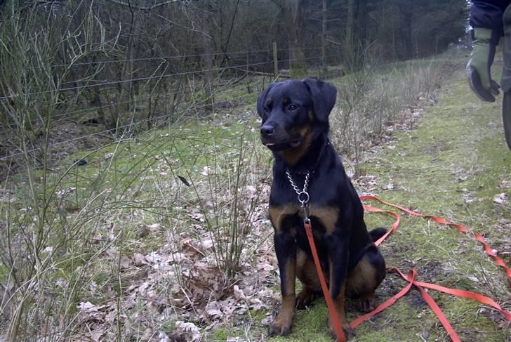 Rottweiler Shila (bøffen) billede 16