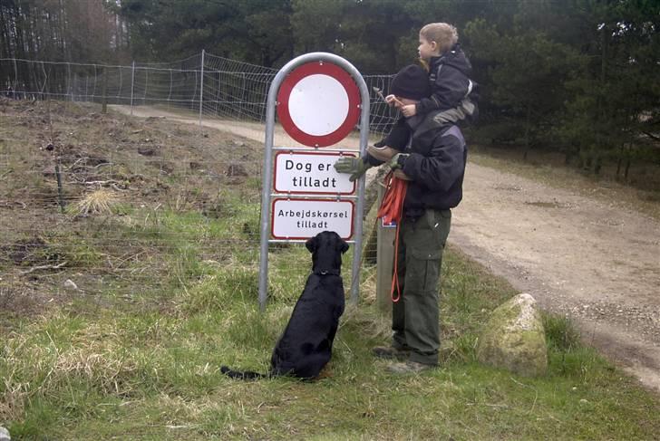 Rottweiler Shila (bøffen) billede 17