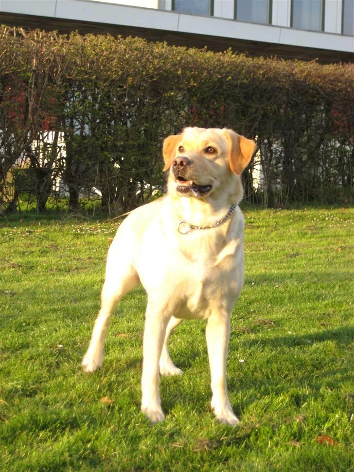 Labrador retriever Holmgrens Hunters Coca billede 1