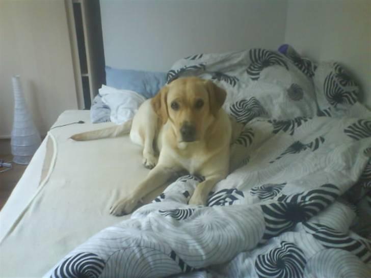 Labrador retriever Holmgrens Hunters Coca billede 2