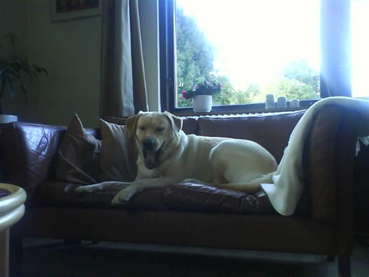 Labrador retriever Holmgrens Hunters Coca billede 3