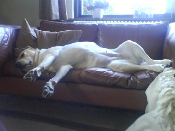 Labrador retriever Holmgrens Hunters Coca billede 4