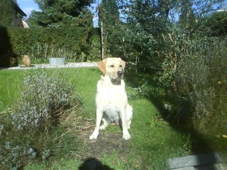 Labrador retriever Holmgrens Hunters Coca billede 5