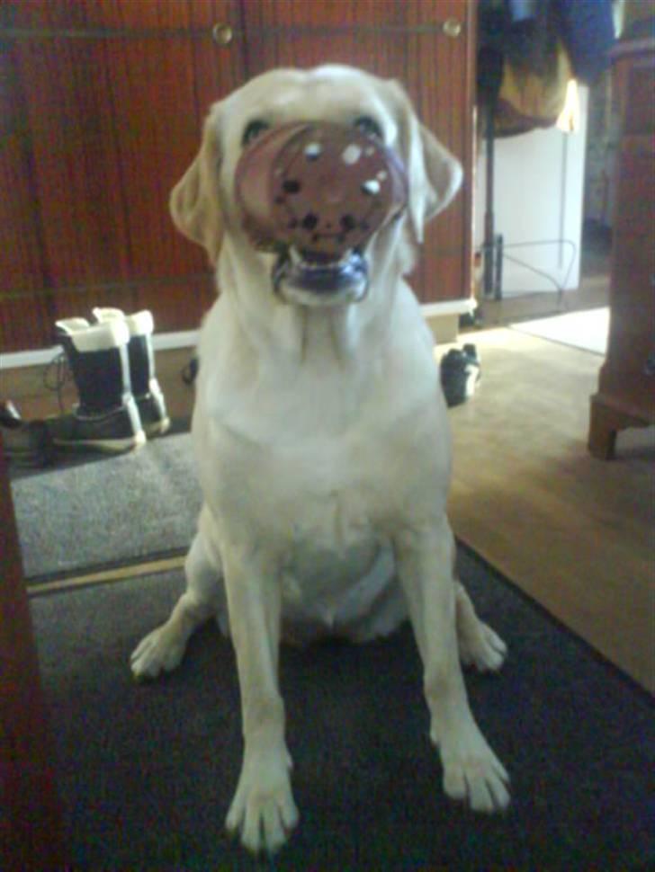 Labrador retriever Holmgrens Hunters Coca billede 6