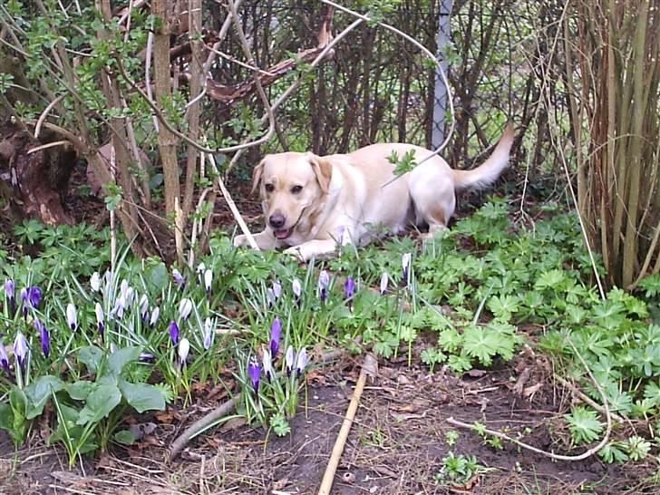 Labrador retriever Holmgrens Hunters Coca billede 7