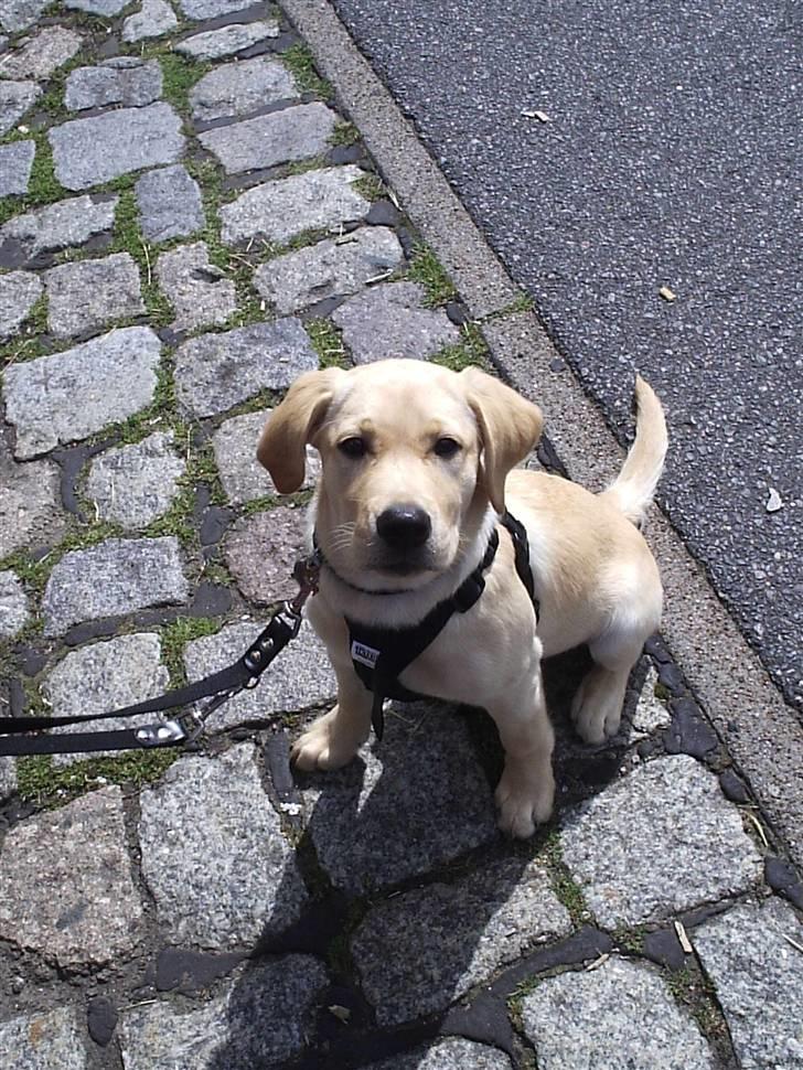 Labrador retriever Holmgrens Hunters Coca billede 8