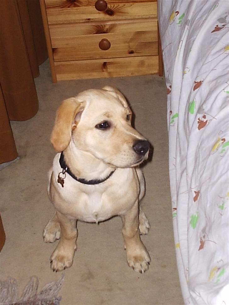 Labrador retriever Holmgrens Hunters Coca billede 9