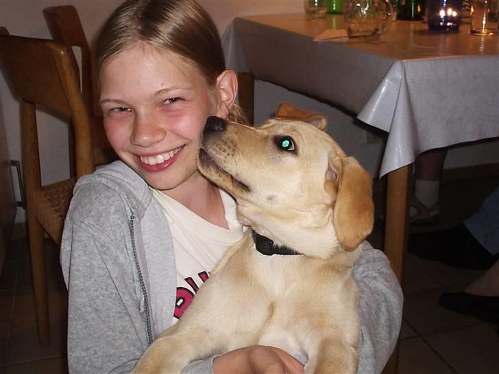 Labrador retriever Holmgrens Hunters Coca billede 10