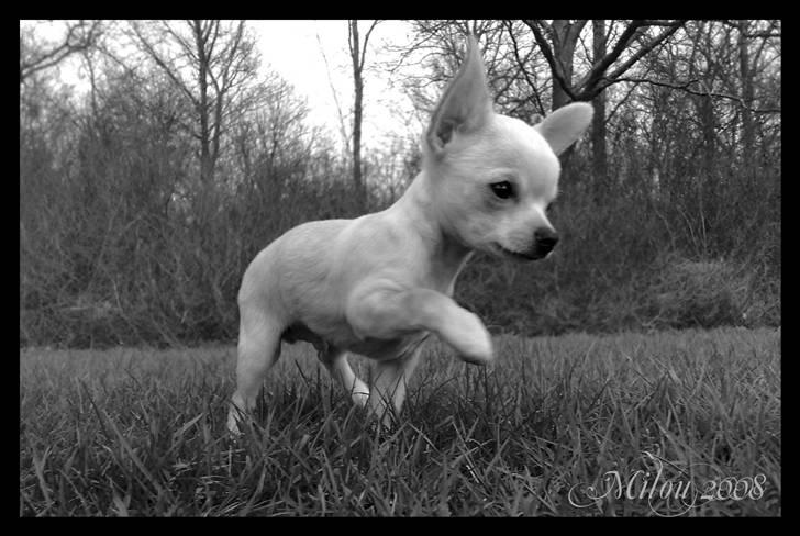 Chihuahua Milou - Milous første tur alene i det fri :) billede 3