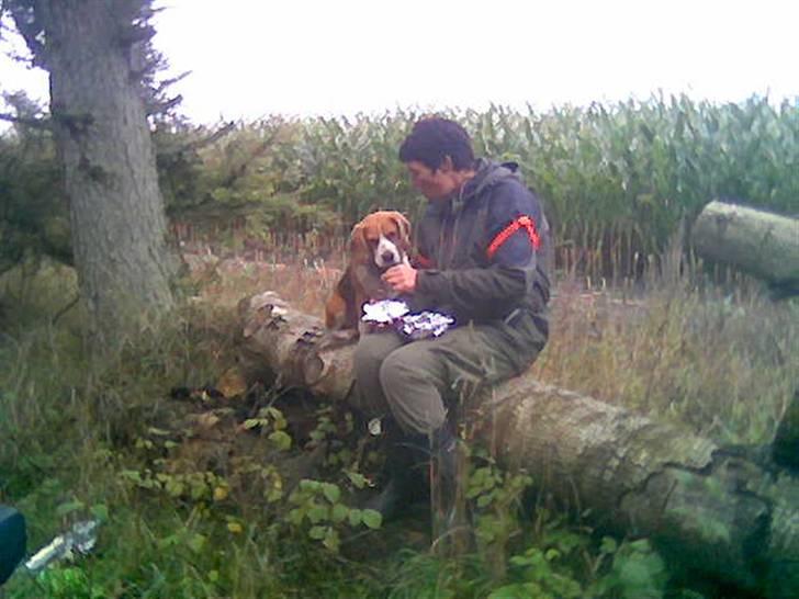 Beagle Bimmer - Deler lige en med leverposteg... inden vi skal igennem det næste stykke majs billede 16