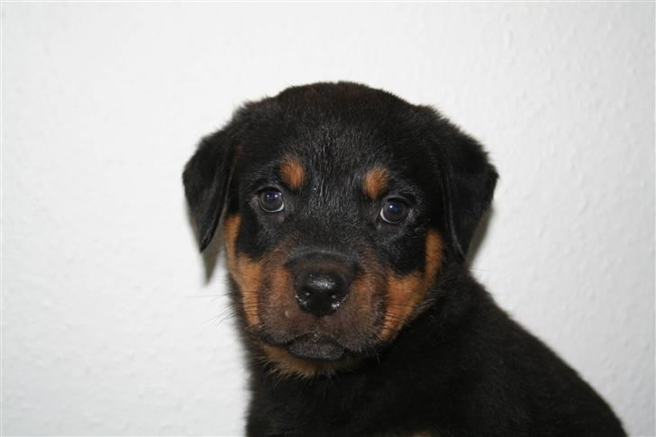 Rottweiler charlie - charlie som baby billede 10