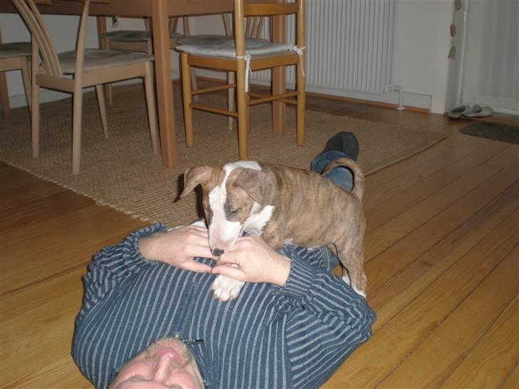 Bullterrier ODIN - Næsten lige ankommet til sit nye hjem hos os! billede 6