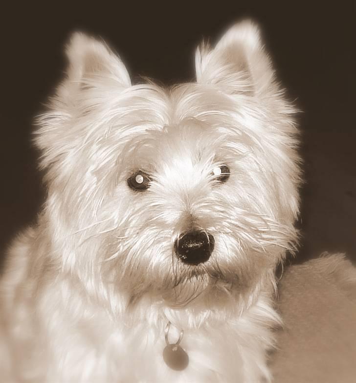 West highland white terrier Frodo - Smukke Frodo billede 9