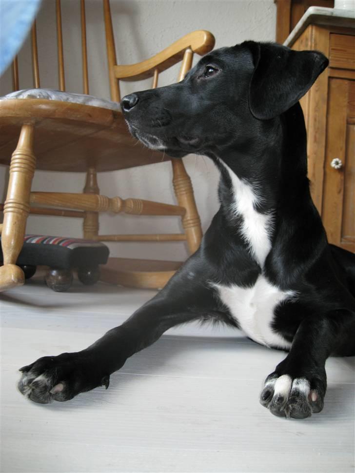 Blanding af racer Maloue - Maloue. billede 1