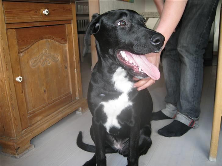 Blanding af racer Maloue - Maloue. billede 2