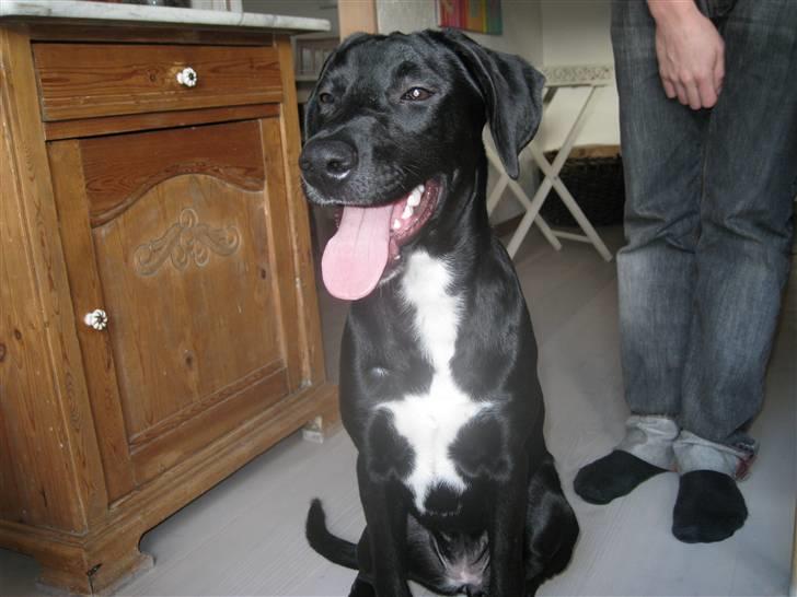 Blanding af racer Maloue - Maloue. billede 3