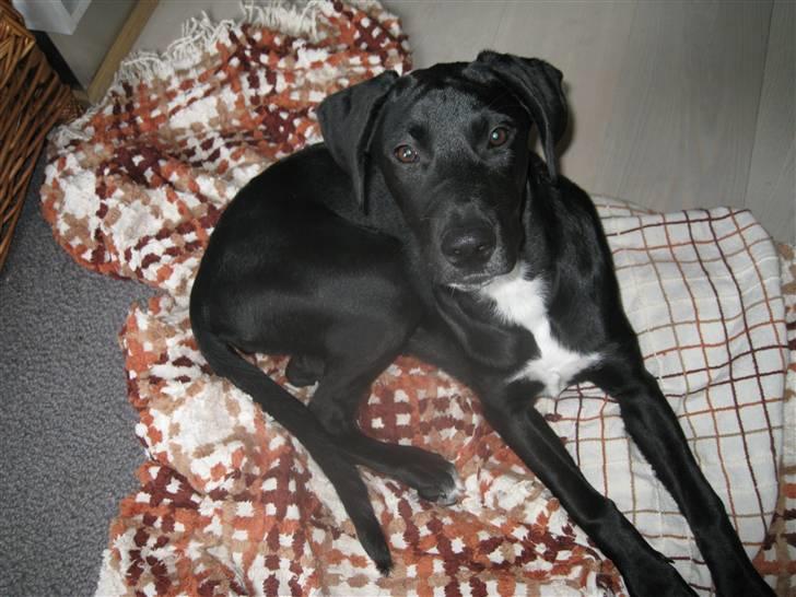 Blanding af racer Maloue - Maloue. billede 4