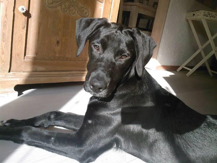 Blanding af racer Maloue - Maloue. billede 6