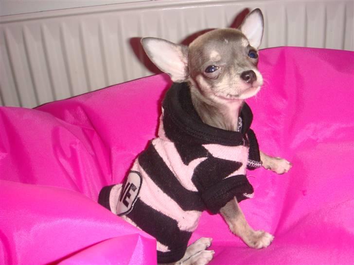 Chihuahua LeeLoo billede 11