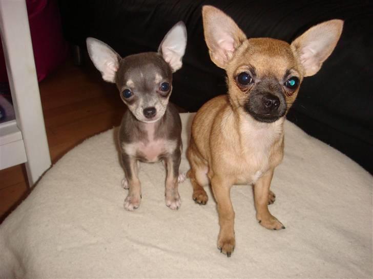 Chihuahua LeeLoo billede 12