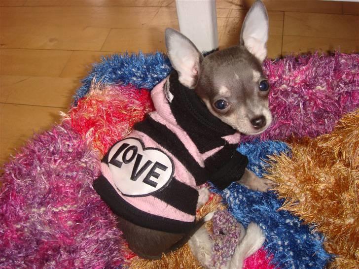 Chihuahua LeeLoo billede 13