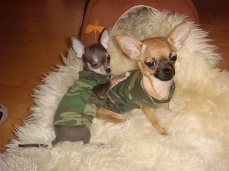 Chihuahua LeeLoo billede 14