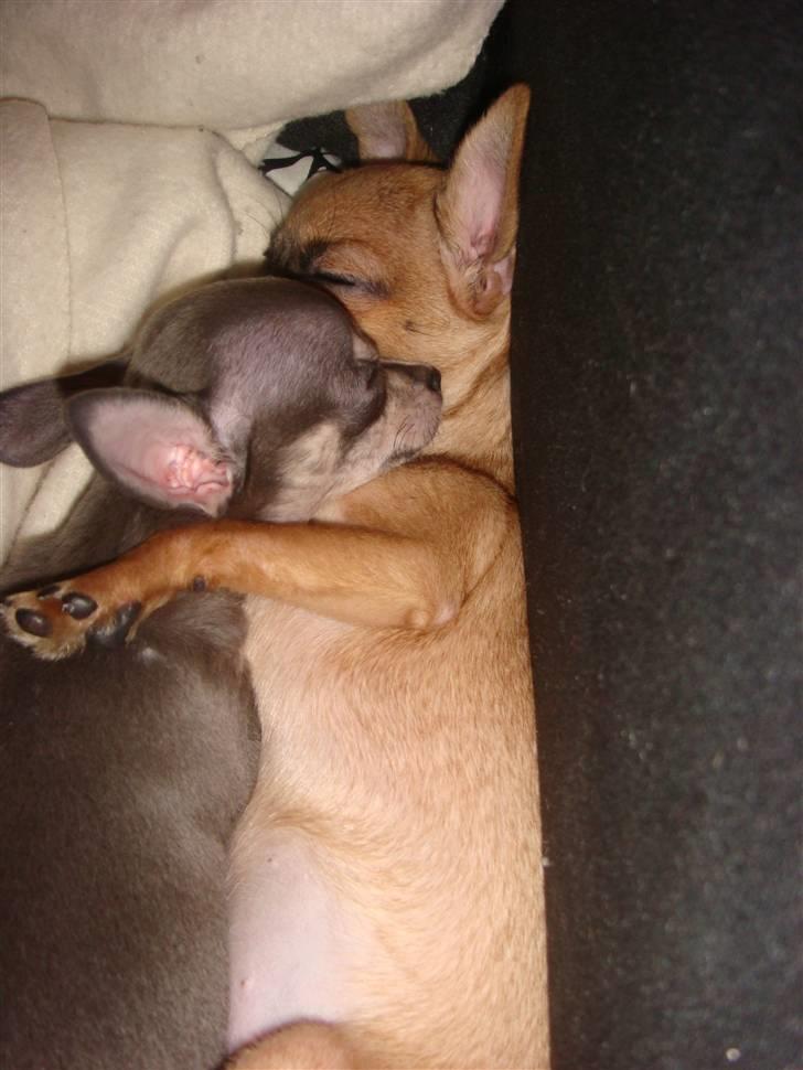 Chihuahua LeeLoo billede 15