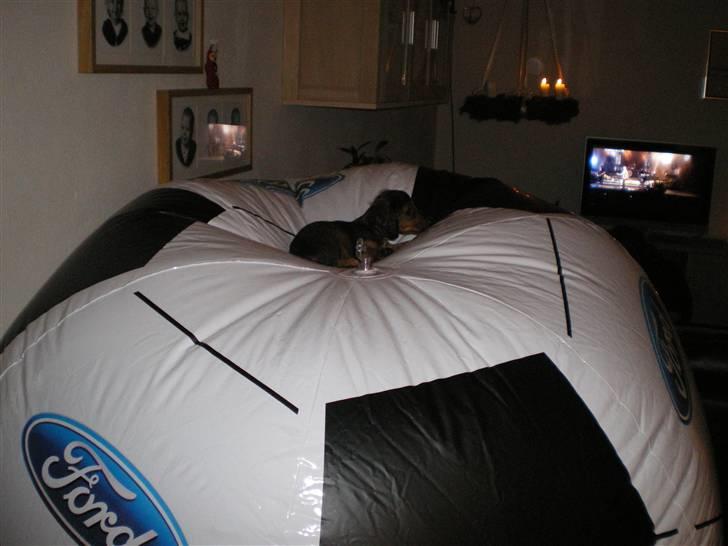 Miniature gravhund luffe - hej jeg har fået en bold den er godt nok lidt for stor<3 billede 10