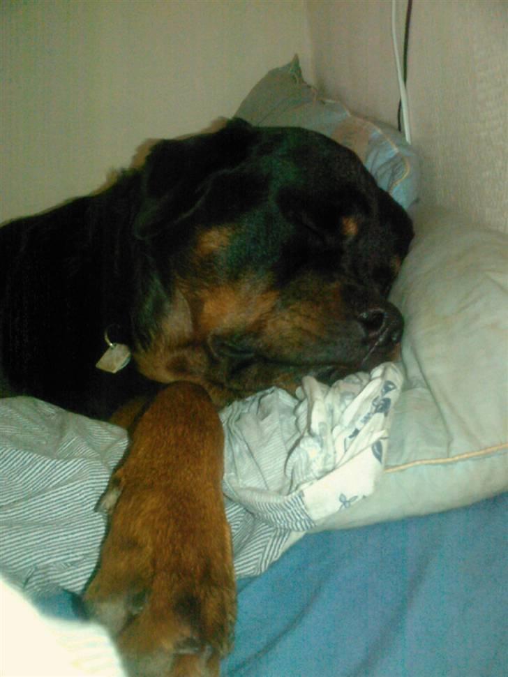 Rottweiler Bamse billede 11
