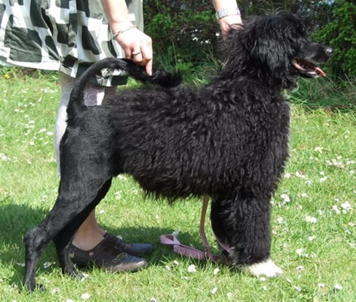 Portugisisk vandhund DeeDee - Det er IKKE sjovt det her billede 1