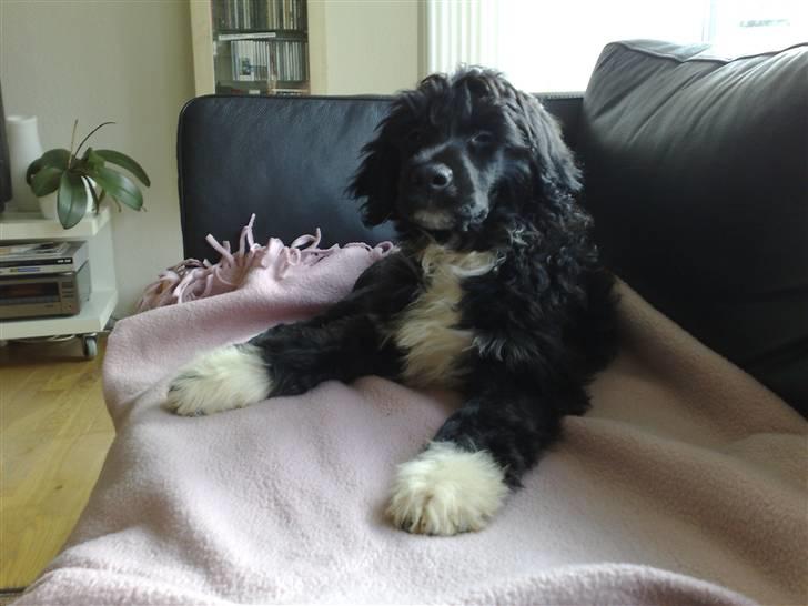 Portugisisk vandhund DeeDee - NIX, jeg er ingen sofahund billede 2