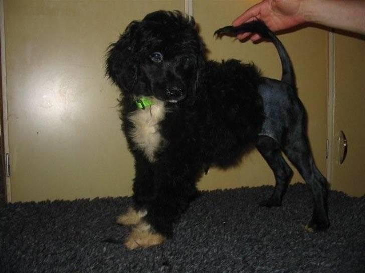 Portugisisk vandhund DeeDee - Nyklippet for første gang og bare 10 uger gammel billede 3