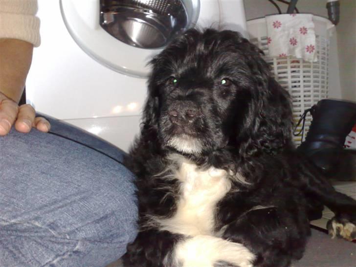 Portugisisk vandhund DeeDee - Altså, hende mor kunne nu godt få taget nogle bedre billeder billede 4