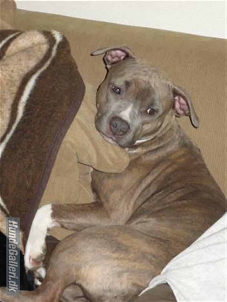 Amerikansk staffordshire terrier Afroditte - putte putte billede 15