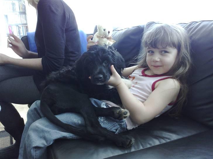 Portugisisk vandhund DeeDee - Her hygger Emma og jeg billede 5