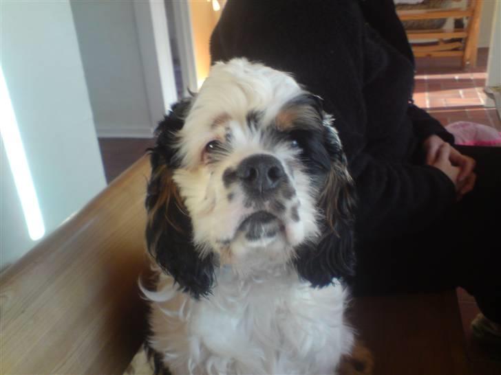 Amerikansk cocker spaniel Pocket:] - pocket:] billede 1