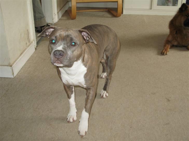 Amerikansk staffordshire terrier Afroditte - sååå smuk billede 16
