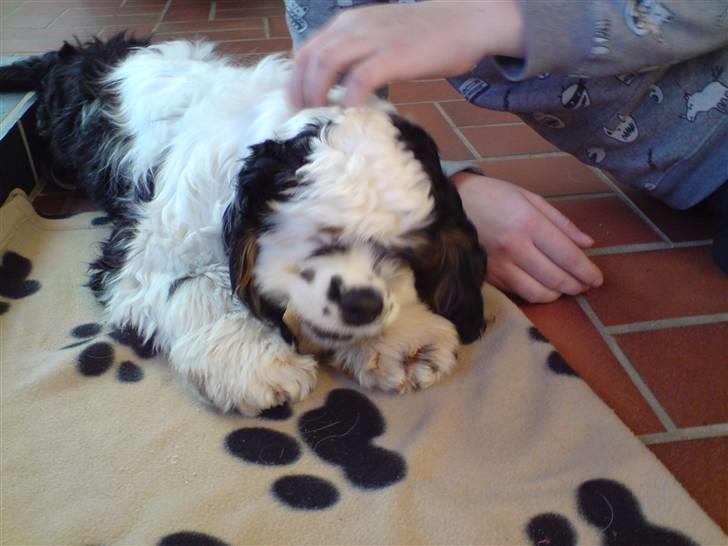 Amerikansk cocker spaniel Pocket:] - Pocket der ligger og spiser:P billede 2