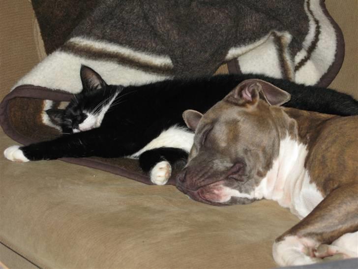 Amerikansk staffordshire terrier Afroditte - hun er såå gæad for de katte katttene er også glade for heden mens de sover XD billede 17