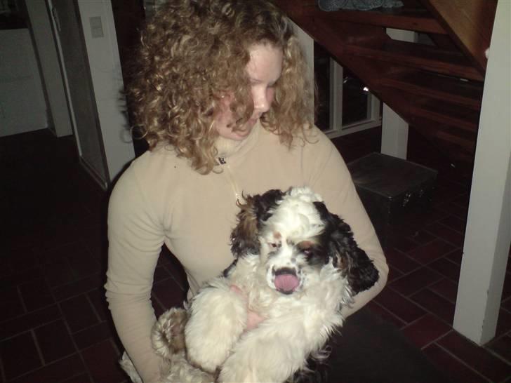 Amerikansk cocker spaniel Pocket:] - Pocket og min søster, Pocket sliker sig om munden. hih billede 3