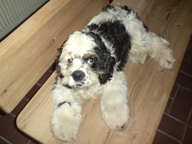 Amerikansk cocker spaniel Pocket:] - Pocket der ligger på bænken<´3 billede 4