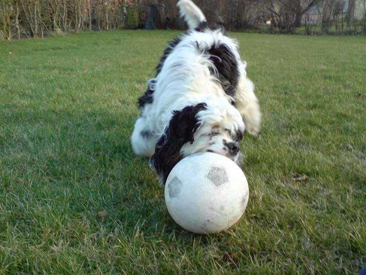 Amerikansk cocker spaniel Pocket:] - Pocket der spiller fodboldt:] billede 5