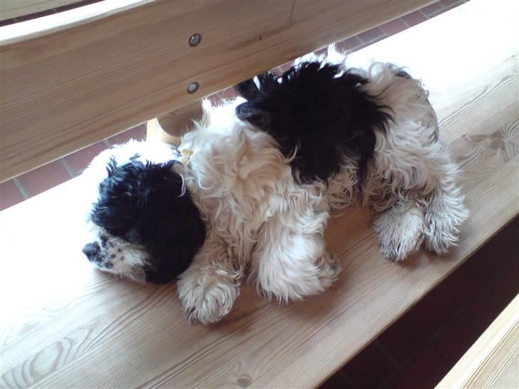 Amerikansk cocker spaniel Pocket:] - Pocket der ligger og sover sødt<´3 billede 6