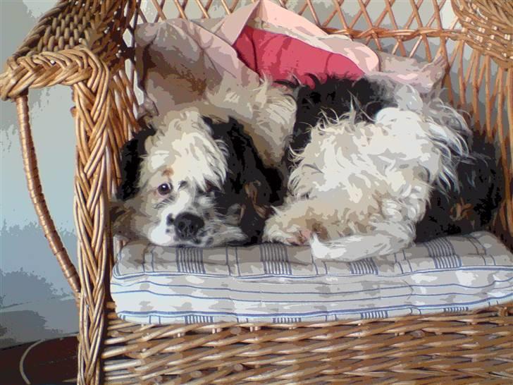 Amerikansk cocker spaniel Pocket:] - han ligger i stolen:P billede 7